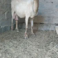 بز سانن اصل