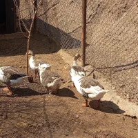 غاز|حیوانات مزرعه|ساوه, |دیوار