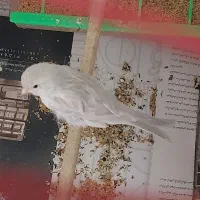 قناری ماده نقره ای|پرنده|مشهد, کوثر|دیوار