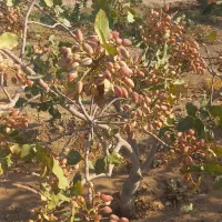 نهال پسته یکساله