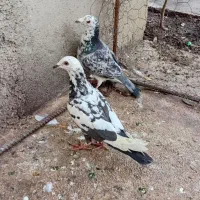 کبوتر|پرنده|گالیکش, |دیوار