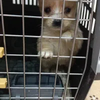 پامرانین|سگ|عجب شیر, |دیوار