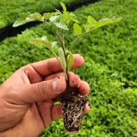 نشا گوجه نهال گوجه