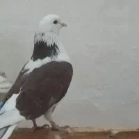 کفتر گمشده