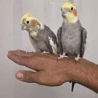 عروس هلندی بالغ و سالم