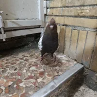 کفتر سینه سیاه|پرنده|مشهد, کوی دروی|دیوار