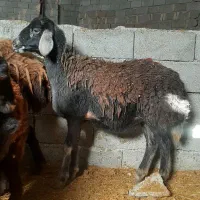 بره طقلی ماده قوچ خورده پای قوچ افشار. قره قزل