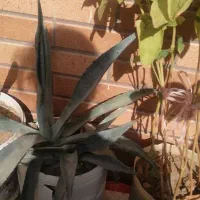 گل آگاو سبز زیبا چنتا بچه داده