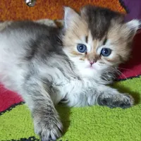 گربه اسکاتیش یک عدد ماده