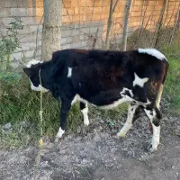 سمینتال دو رگ