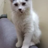 گربه ۳ماهه ماده میکس