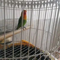 طوطی برزیلی