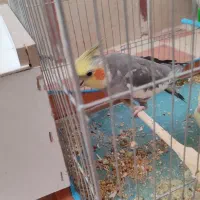 عروس هلندی نر