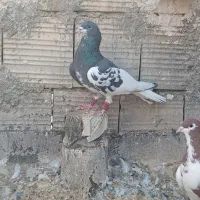 کفترشهری|پرنده|شیراز, نصرآباد|دیوار