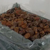 خرما بدون هسته|حراج|کوهدشت, |دیوار