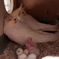 طوطی عروس هلندی|پرنده|قم, نیروگاه|دیوار