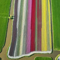 اجاره 7هکتار زمین کشاورزی