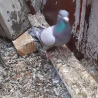 نر ماده پور فروشی