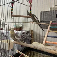 یک جفت عروس هلندی