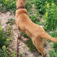 کوچوک نر .مرغ خانگی .محلی .تخمی