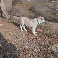 توله پژدر ماده|سگ|میاندوآب, |دیوار