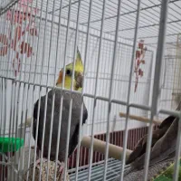 پرنده عروس هلندی جفت سیامون اهویی سخنگولوتینوکوتول|پرنده|بیرجند, |دیوار