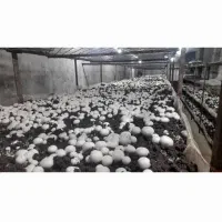 قارچ|خوردنی و آشامیدنی|خشکبیجار, |دیوار