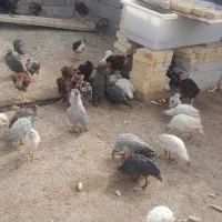 مرغ شاخدار