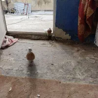 طوقی گم شده|حیوانات|ایلام, |دیوار