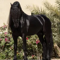 نیاز مند ی نیرو کار برای اسطبل اسب