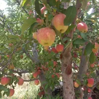 قابل توجه وانت داران سیب درجه ۱