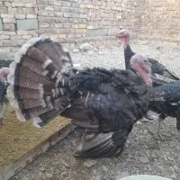 فروش فوری بوقلمون محلی