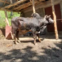 ورزا کوله استاندارد جهانی