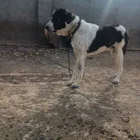 سگ گله نگهبان|سگ|مشهد, اروند|دیوار