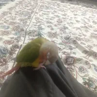 پرنده