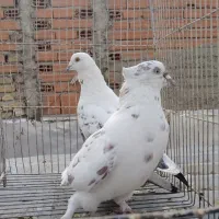 تعدادی کبوتر تهرانی یجا|پرنده|بومهن, |دیوار