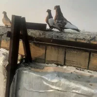 سینه ای سرخ قهوای