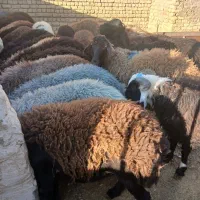 گوسفند زنده|حیوانات مزرعه|قم, قلعه صدری|دیوار