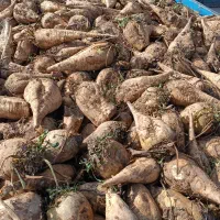 فروش چقندر وسیلو