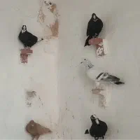 نر سوراخ