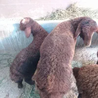 یه بره افشاری نر یه بره افشاری ماده