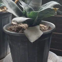 سانسوریا پاکوتاه