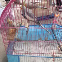 طوطی عروس نروماده بابچه باقفس