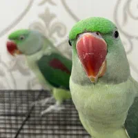 جفت شاه طوطی