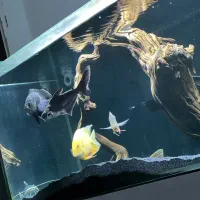 فروش اکواریوم ap سایز ۱۲۰*۵۰*۶۰