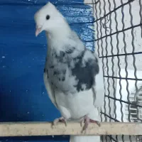 طوقی لکه دار