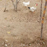 زمین-کشاورزی