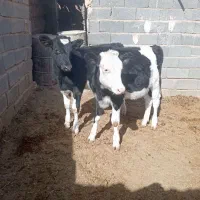 دو عدد گوساله ماده به فروش میرسد|حیوانات مزرعه|تربتحیدریه, بالا ولایت|دیوار