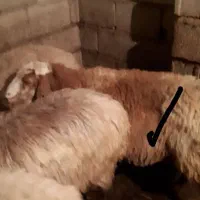 دو عدد گوسفند چال وقره چال ابستن ویک عدد بز|حیوانات مزرعه|اهر, |دیوار