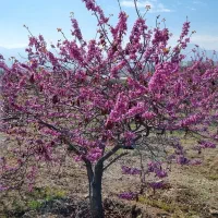 زمین-کشاورزی-و-زراعی